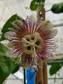 nitida passifloratuin 1